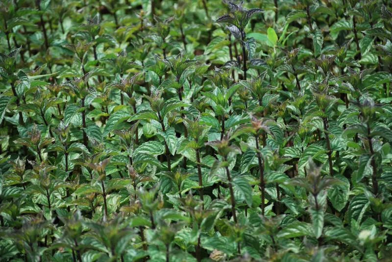 Frøplanter 03