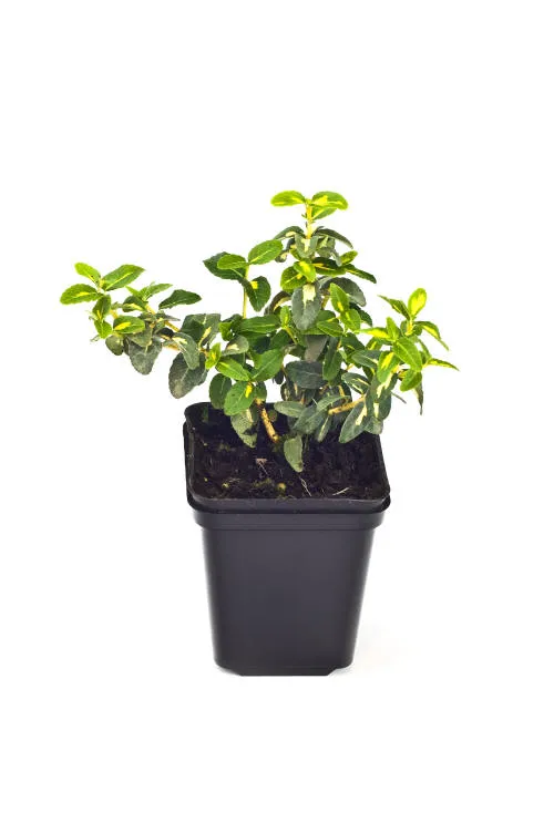 Frøplanter 16
